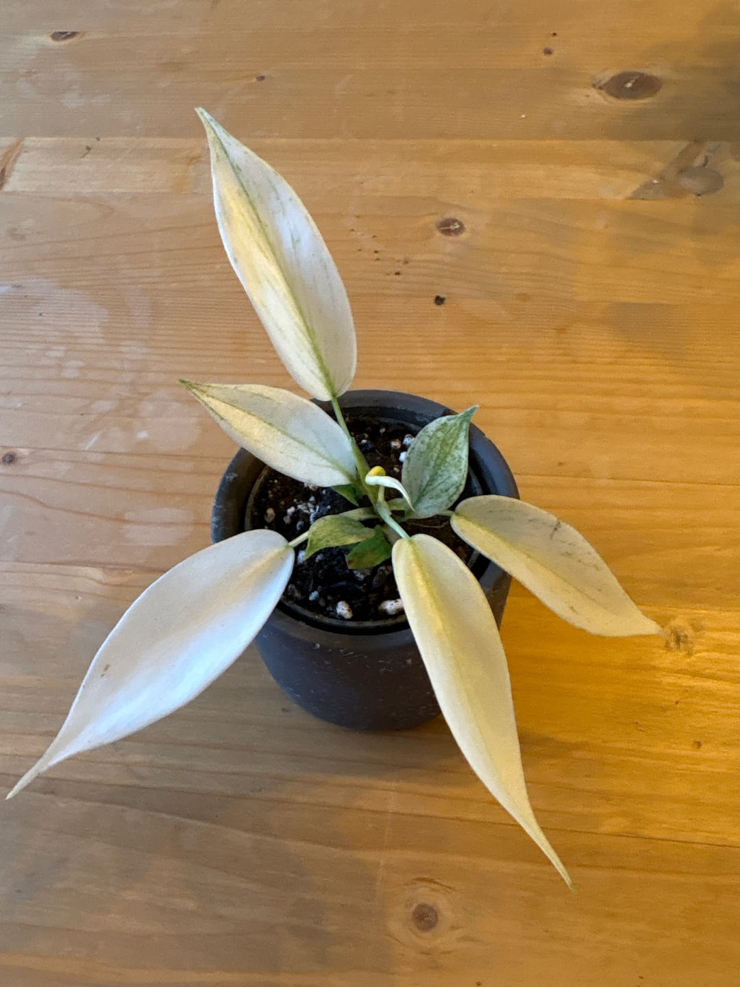 Customer photo review of PHILODENDRON FLORIDA GHOST