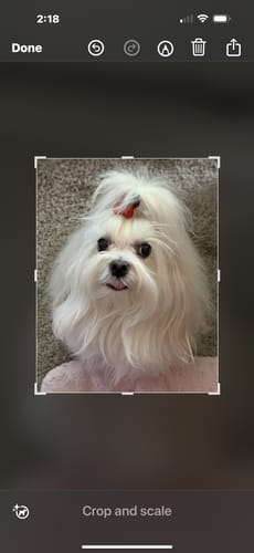 Customer photo review of PuppyPad