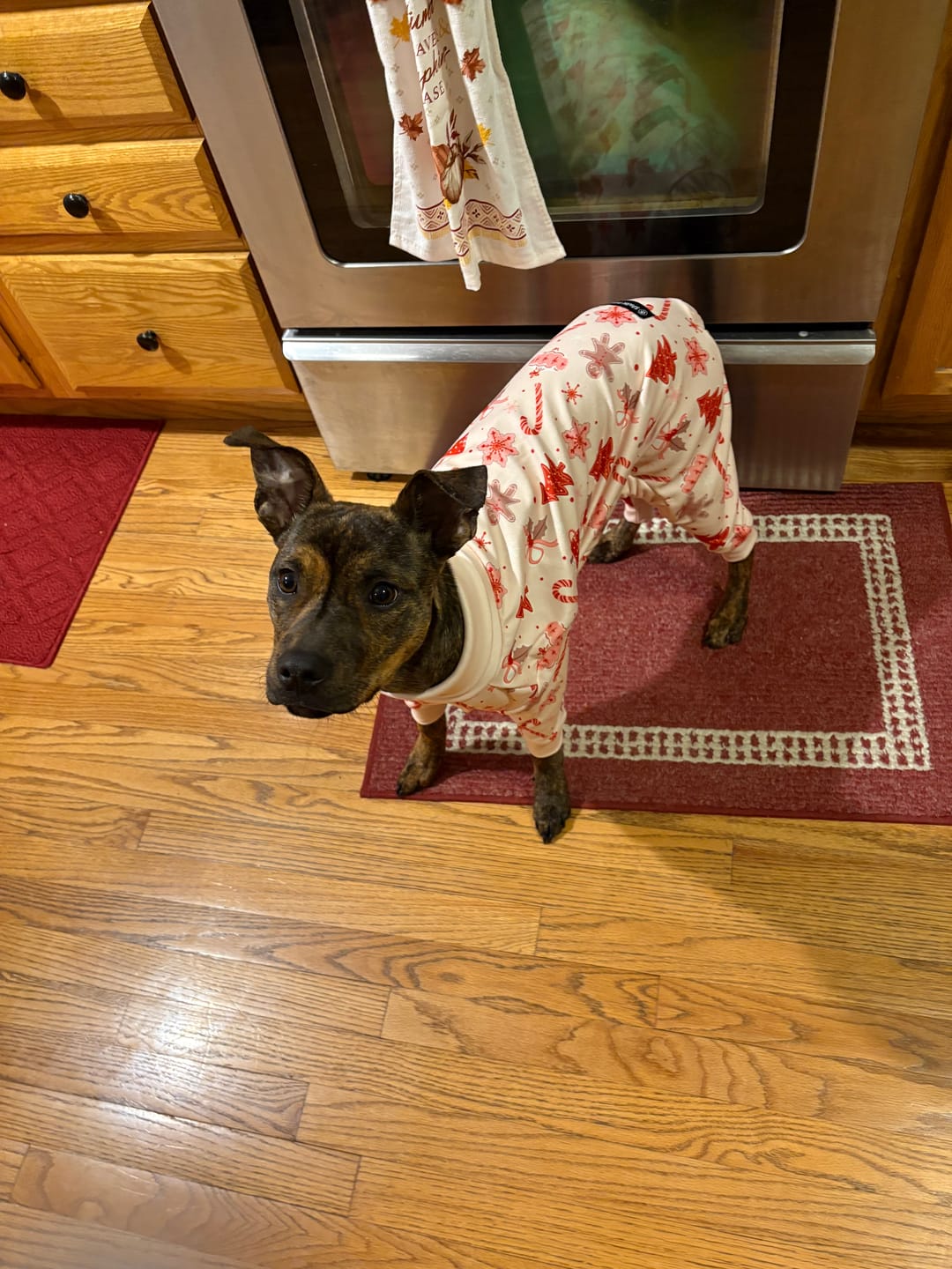 Customer photo review of Dog Christmas Pajama - Candy Cane
