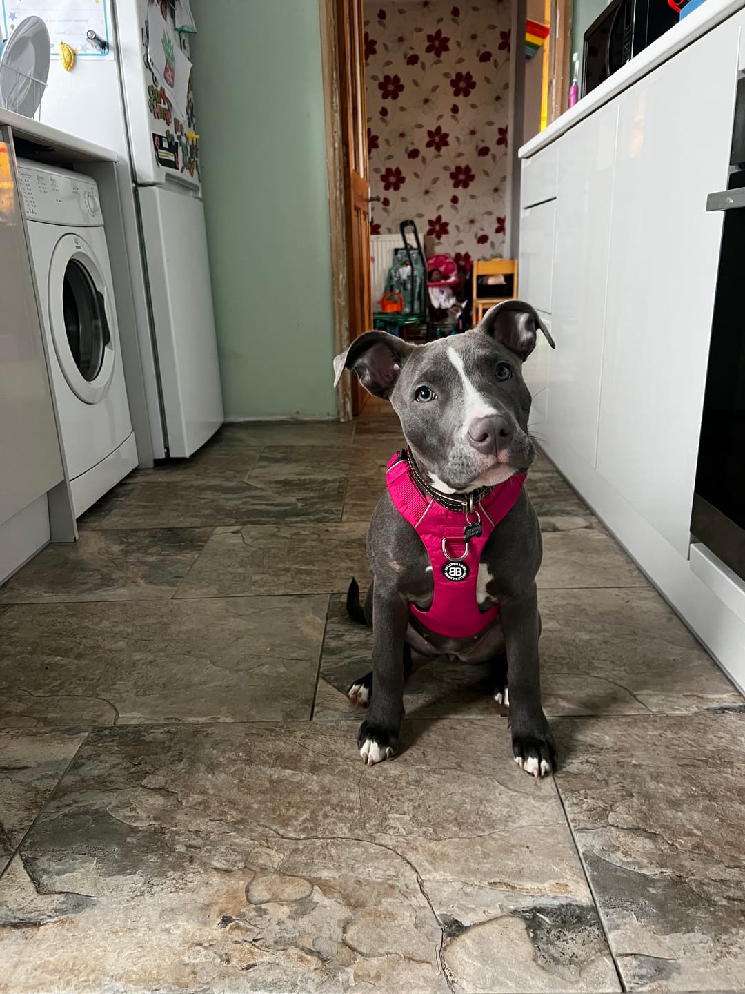 Customer photo review of Air Harness | Anti-Pull & With Handle - Carminerose