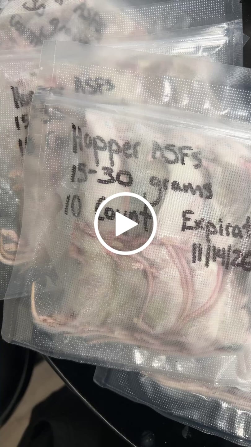 Customer video review of Hopper African Soft Fur Rats (10 Count)