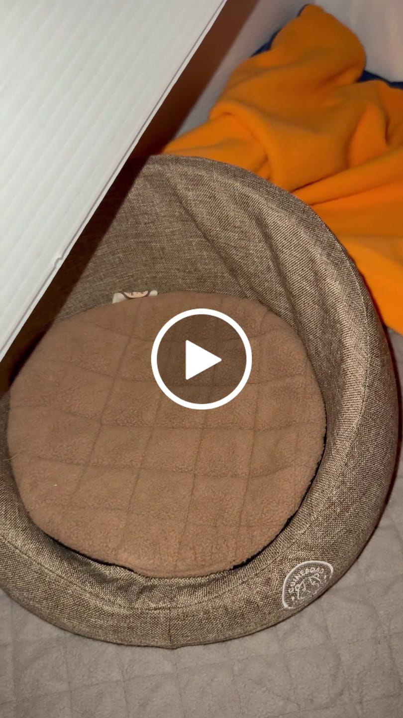 Customer video review of GuineaDad Comfy Couch Memory Foam Sofa