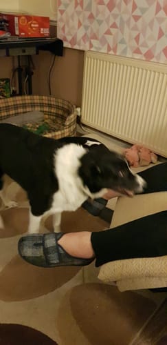 Customer photo review of PuppyPad