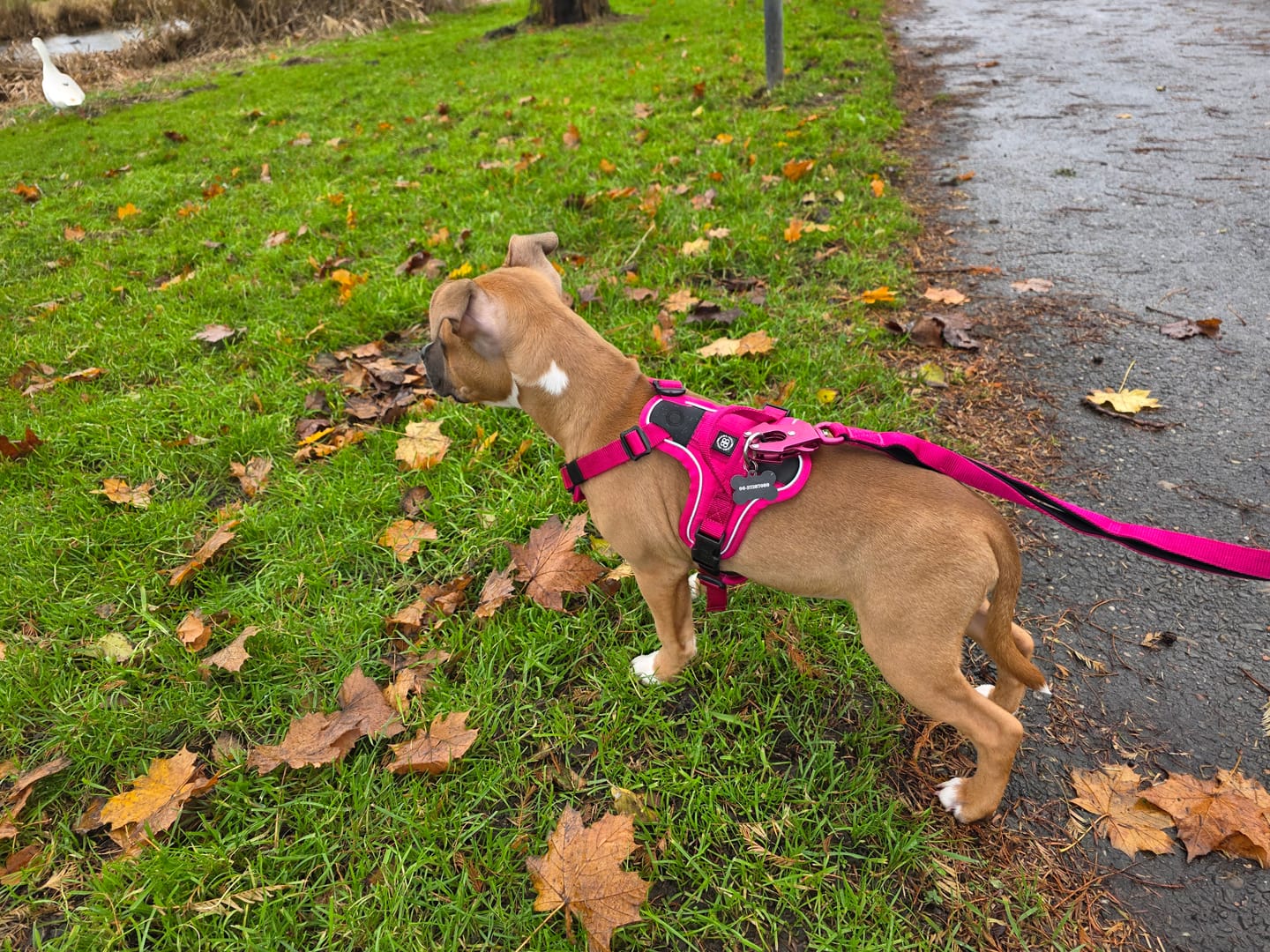 Customer photo review of Anti Pull Hurricane Harness Lighter | With Handle - Carminerose