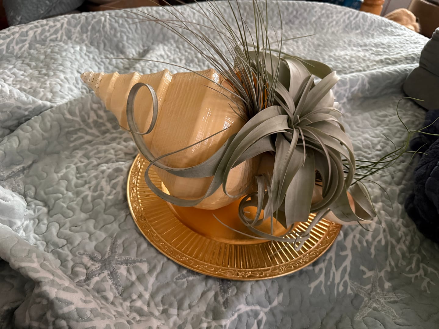 Customer photo review of 15 Pack Premium Air Plants Mix  *Cannot Be Shipped Internationally*