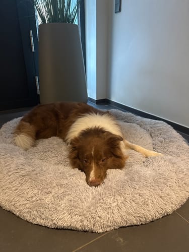 Customer photo review of Puppery Hundebett Wolke 7 - Das Original