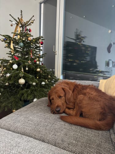 Customer photo review of SCOTT, LE TECKEL - L - MADE IN FRANCE