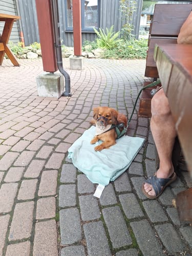 Customer photo review of Maulkorbmodelle