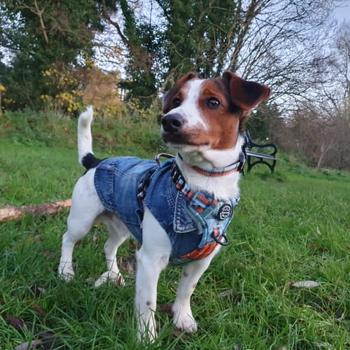 Customer photo review of Tough Trails™ Harness - Harvest Plaid