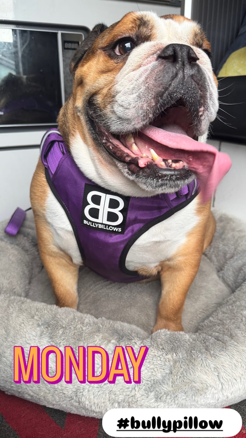 Customer photo review of Comfort Premium Harness | Non Restrictive - Purple
