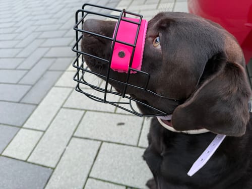 Customer photo review of Maulkorbberatung