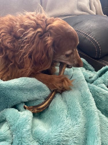 Customer photo review of KANGAROO SPARE RIBS (ROO STICKS)