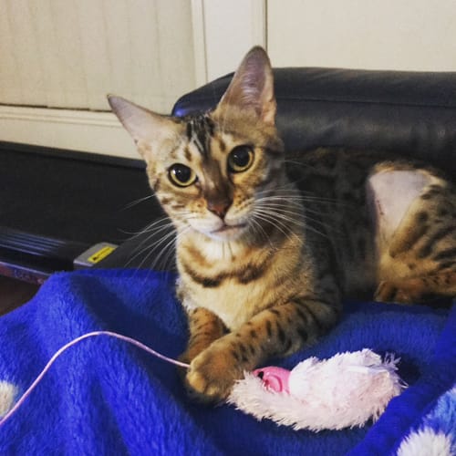 Customer photo review of 3 Month Supply - 1 Cat