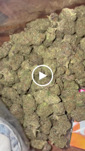Customer video review of White Nerds - Bulk - Hybrid