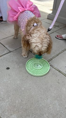 Customer photo review of Yappy Hour Sampler