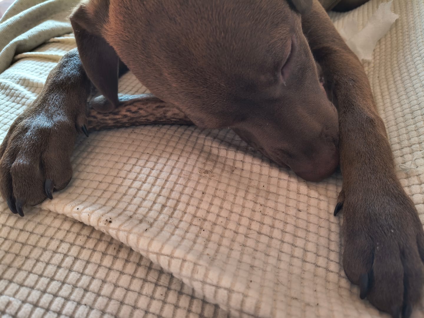 Customer photo review of Asta de ciervo para perros - Regular