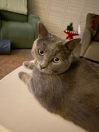 Customer photo review of 3 Month Supply - 1 Cat