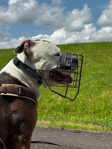 Customer photo review of „All in one“ Maulkorb