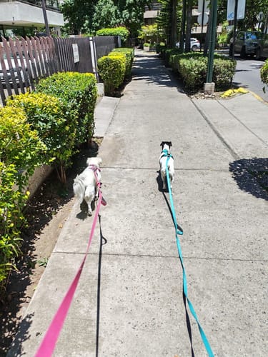 Customer photo review of Correa Larga para Perros - Light | 3 mts | Turquoise