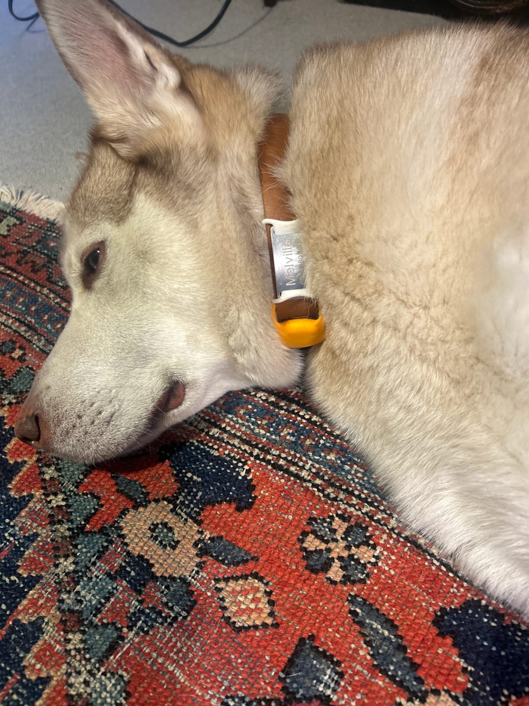 Customer photo review of Dog ID Attachment Tag (8 Colour Choices)