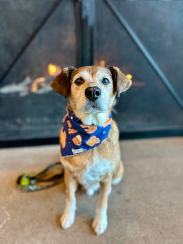 Customer photo review of Gingerbread Buffalo