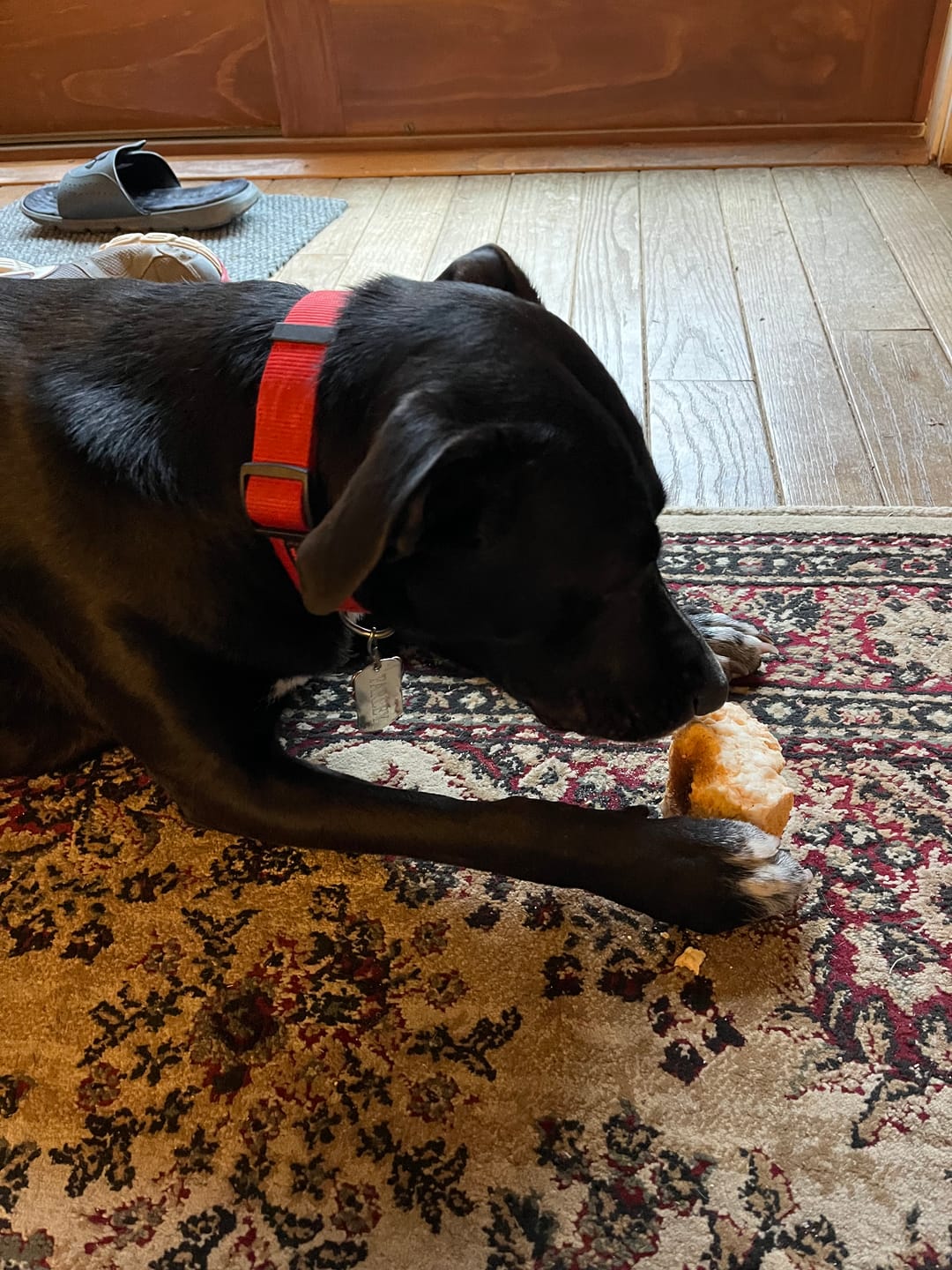Customer photo review of Himalayan Yak Chew (EXTRA LARGE)
