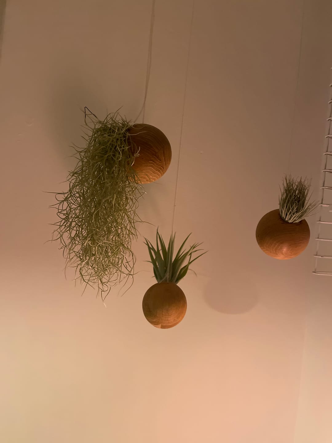 Customer photo review of Tillandsia usneoides - Lousianamoos