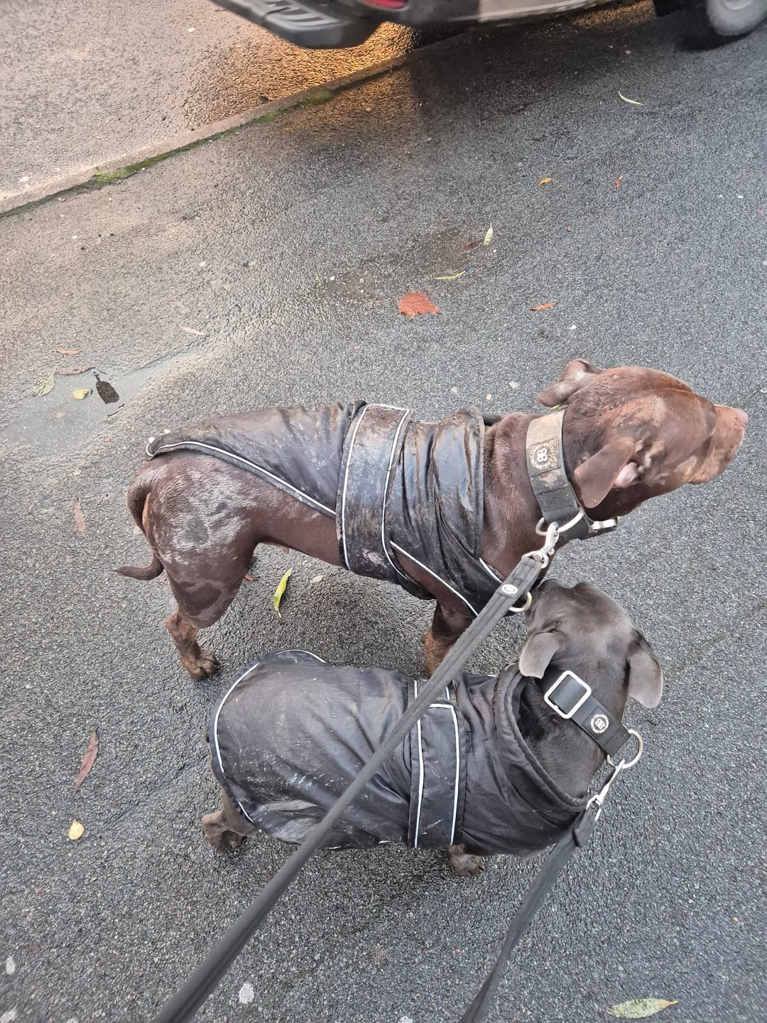 Customer photo review of Training Double Ended Dog Lead | 2m Length -  Black
