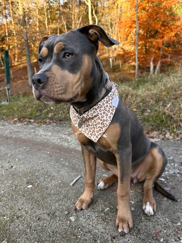 Customer photo review of „All in one“ Maulkorb