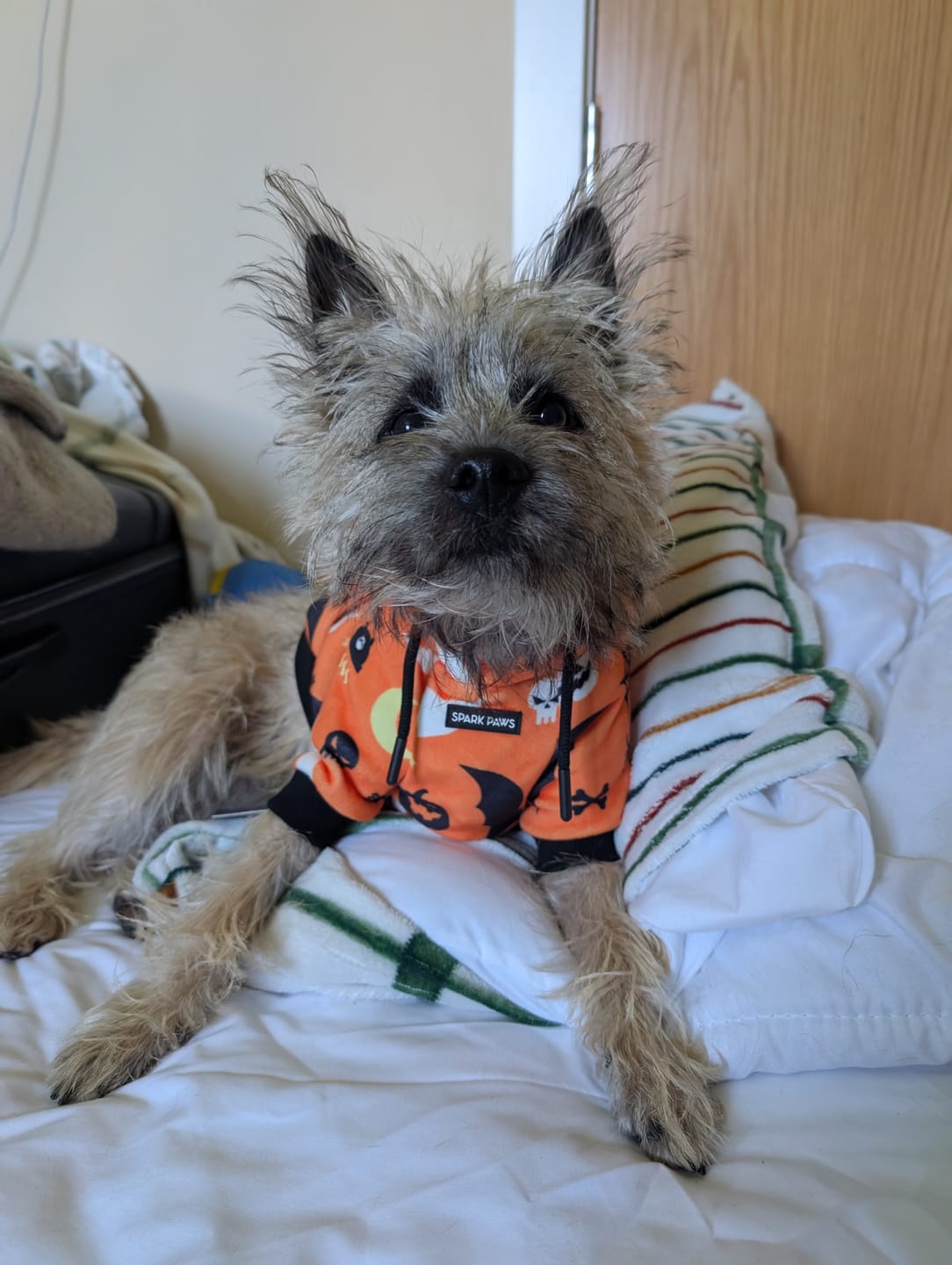 Customer photo review of Halloween Dog Hoodies (Limited Edition)