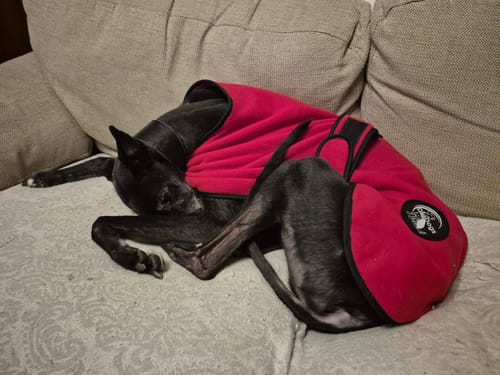Customer photo review of Sighthound House/Kennel Fleece Coat