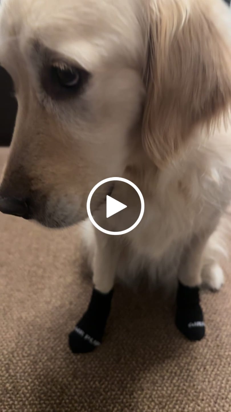 Customer video review of AIR PUP SOCKS / BOOT LINERS