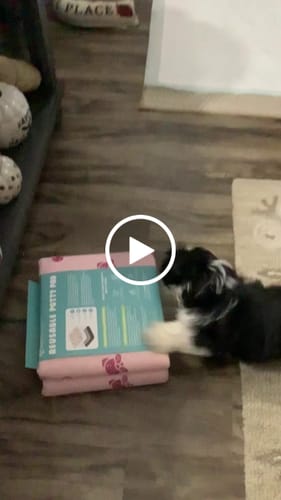 Customer video review of Potty Buddy™ - The Durable Leak-Free Potty Pad