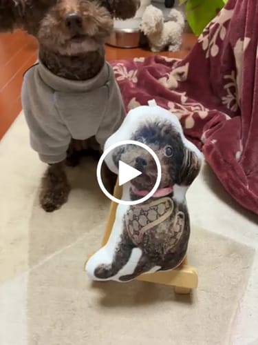 Customer video review of 本物そっくり♪ペットクッション