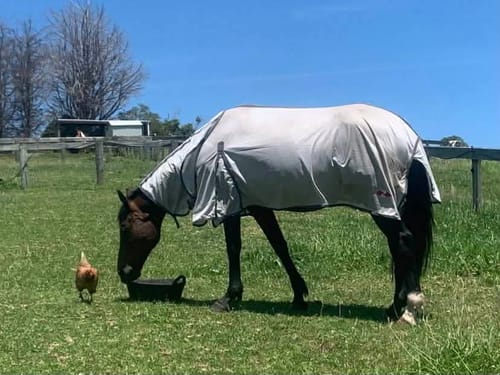 Customer photo review of Zilco EconoAir Combo Cover