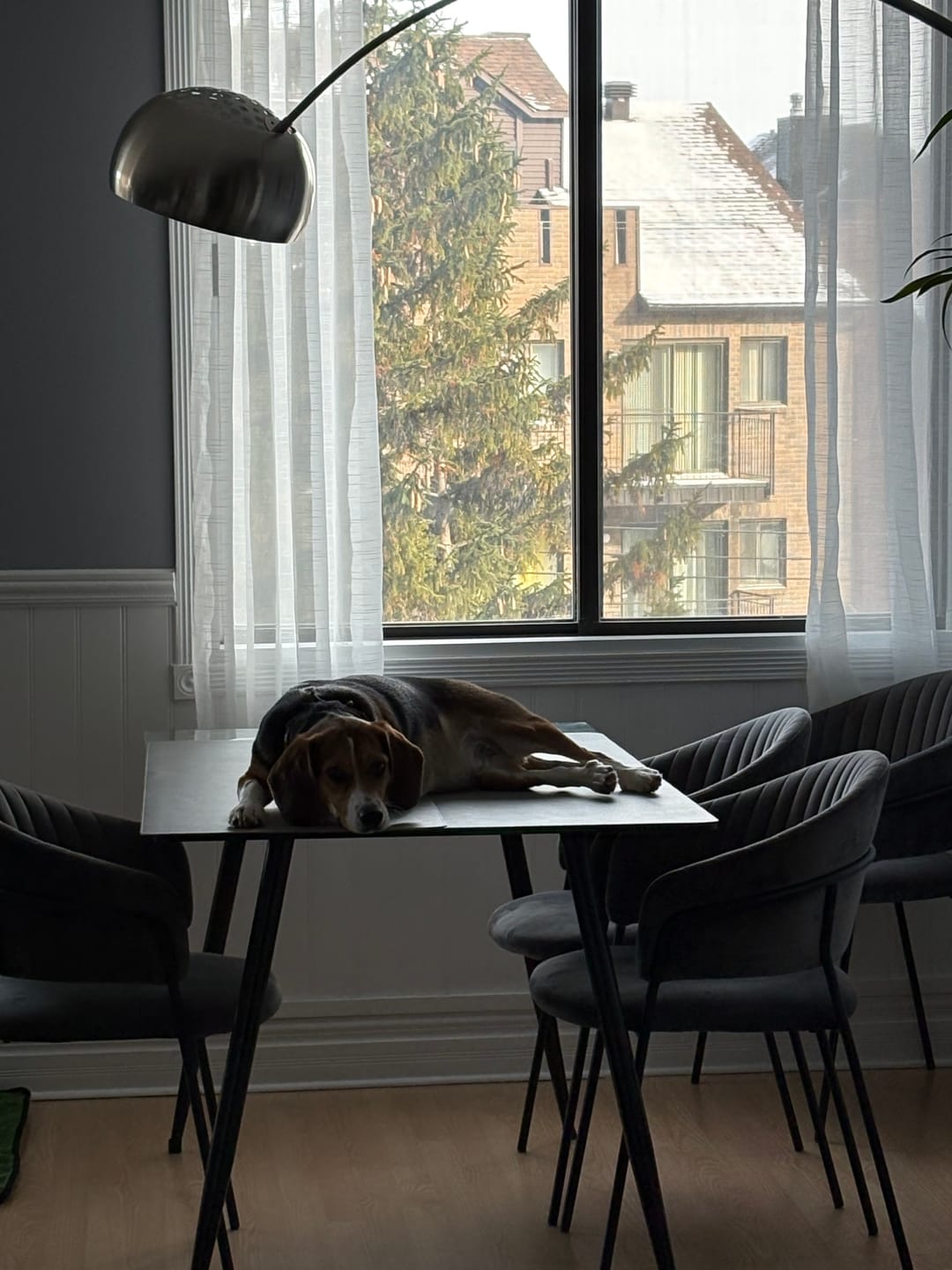 Customer photo review of Open Farm - Nourriture sans grains pour chien