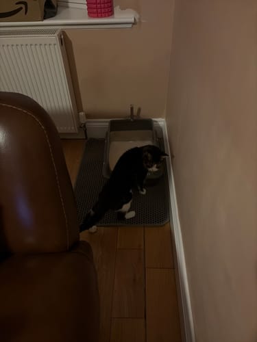 Customer photo review of 1 Month Supply – 3 Cat