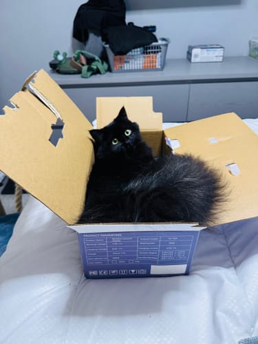 Customer photo review of 1 Month Supply – 1 Cat