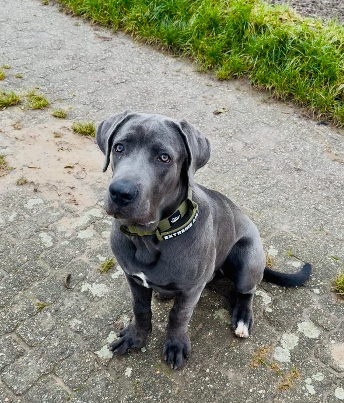 Customer photo review of Extreme Air Set  Army Green - Lätt och slitstarkt hundset