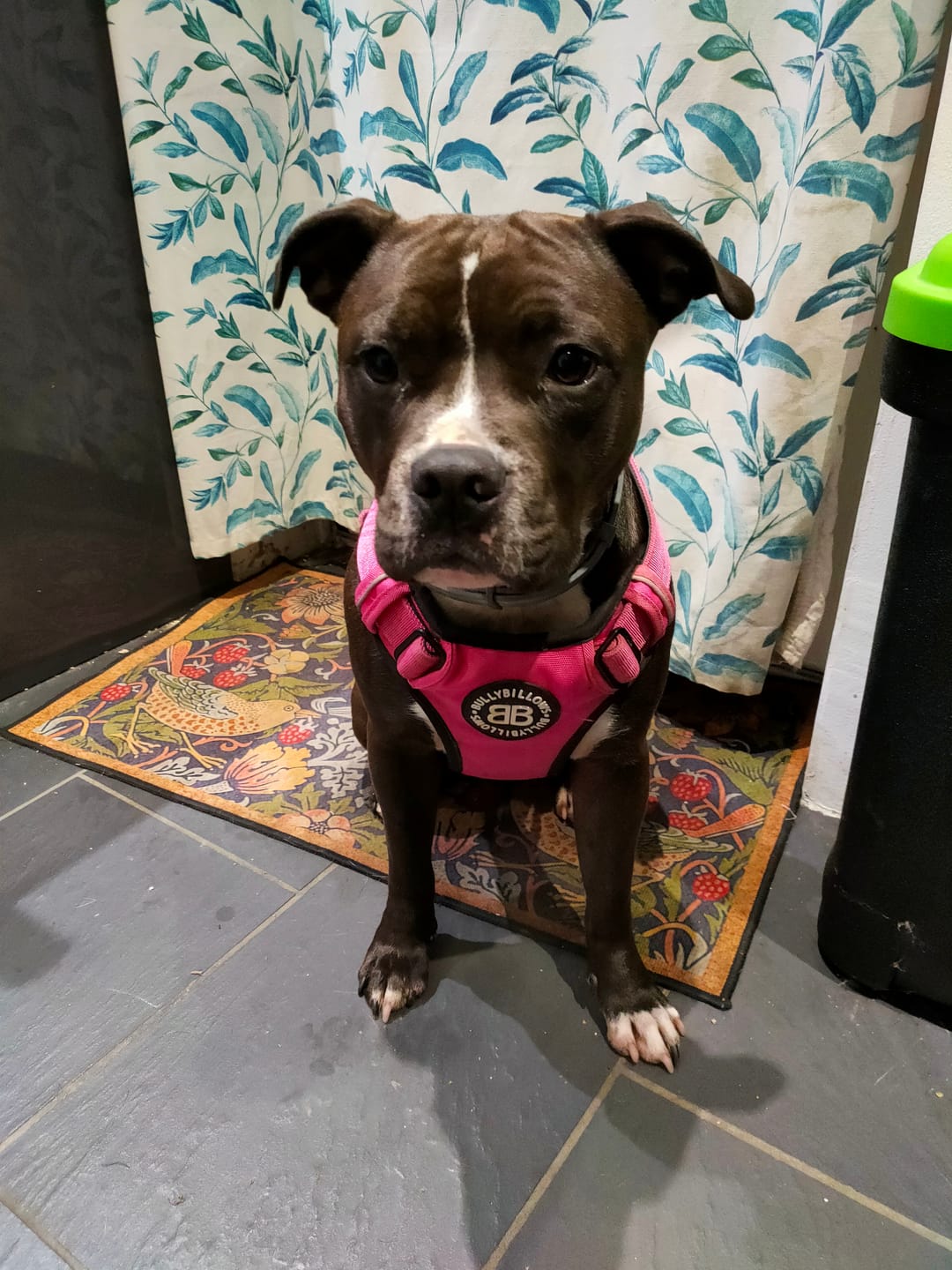Customer photo review of Comfort Premium Harness | Non Restrictive - Magenta