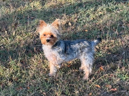 Customer photo review of PuppyPad