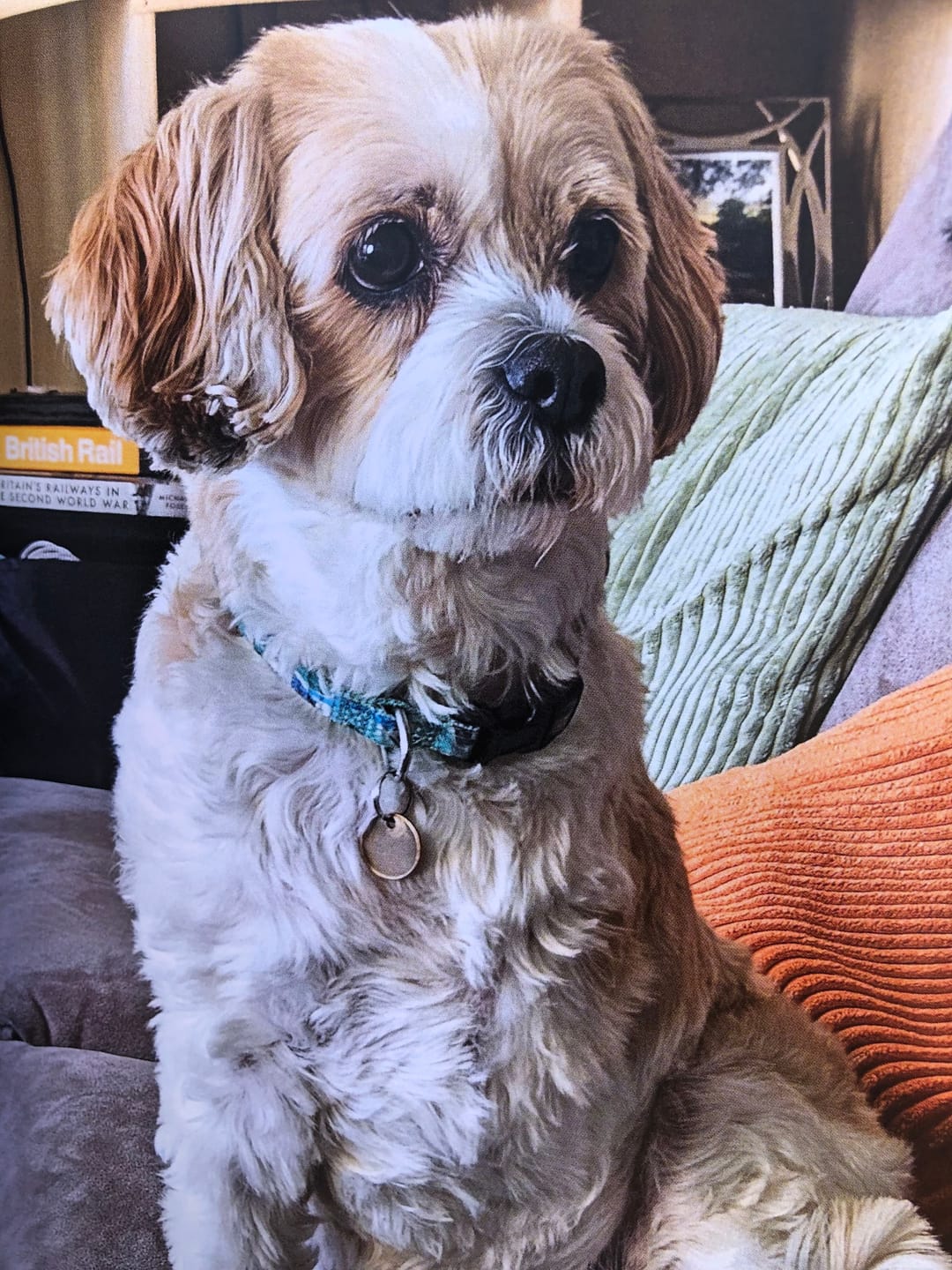 Customer photo review of Symply Little Turkey Dog Tray 100g