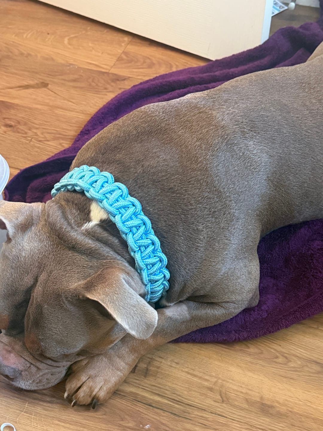 Customer photo review of Paracord Rope Lead Set
