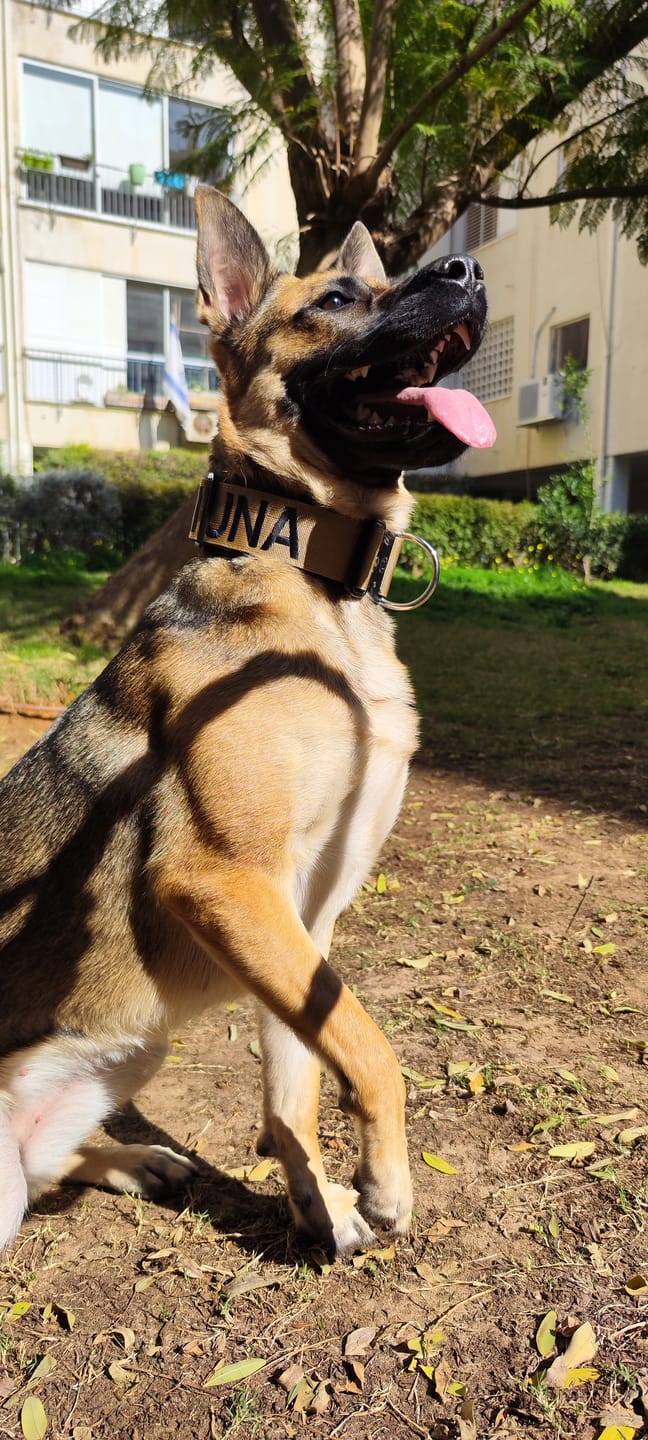 Customer photo review of 5cm Combat® Collar | With Handle & Secure Clip - Tan