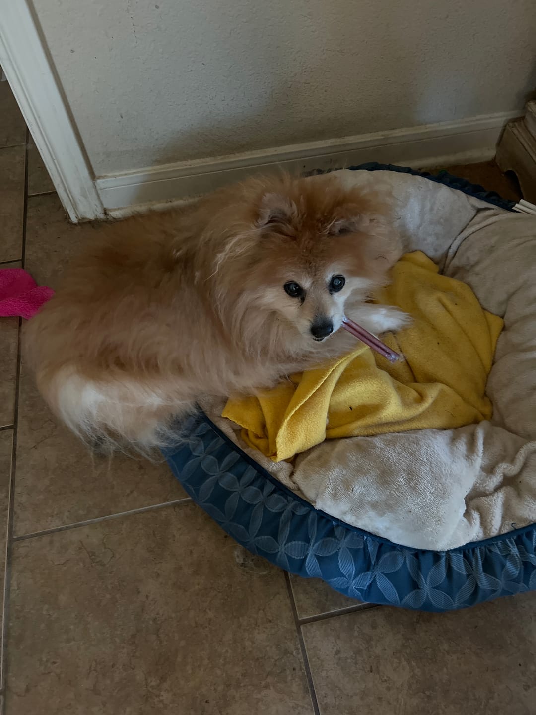 Customer photo review of 10-12 Inch Peanut Butter Cheek Roll