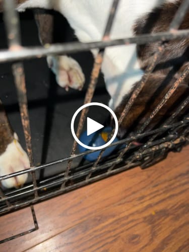 Customer video review of Freezstick - Indestructible Enrichment Chew