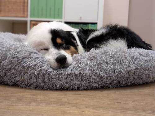 Customer photo review of Puppery Hundebett Wolke 7 - Das Original