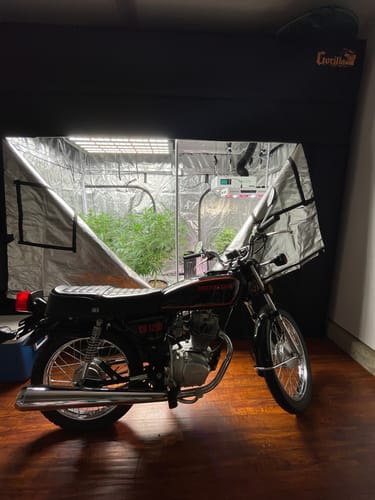 Customer photo review of Gorilla 5' x 9' x 6'11" Grow Tent w/ Ext 7'11"