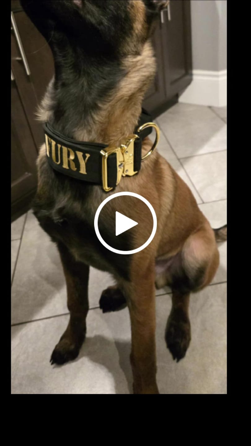 Customer video review of 2" Tacti Luxe Dog Collar - Gold Noir