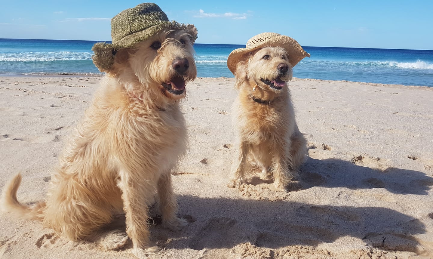 Customer photo review of Canine Joint Plus™️ 500g
